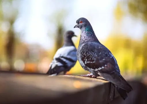 Jak skutecznie zabezpieczyć obiekt przed ptakami