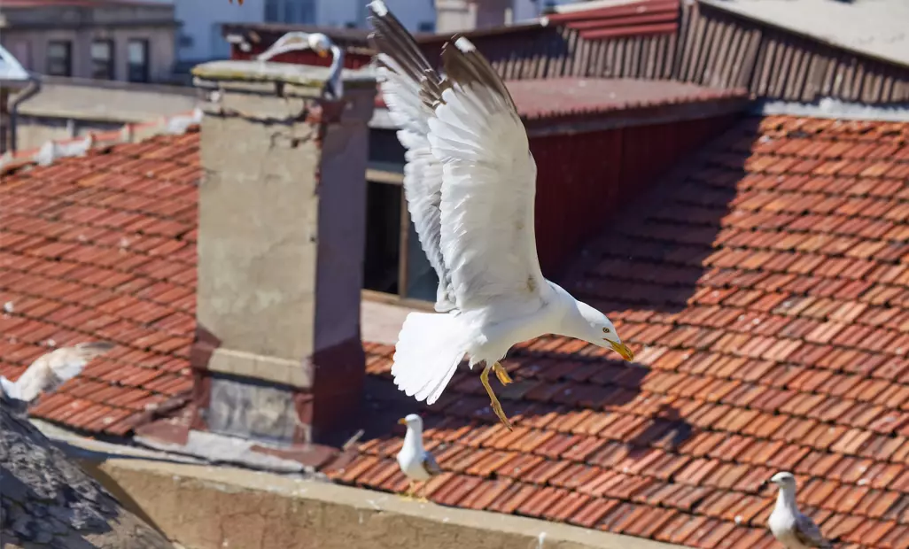 jak zabezpieczyć dach przed ptakami