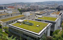 dachy zielone pielęgnacja